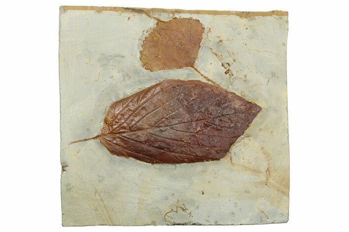 Wide Plate with Two Fossil Leaves (Two Species) - Montana #262389